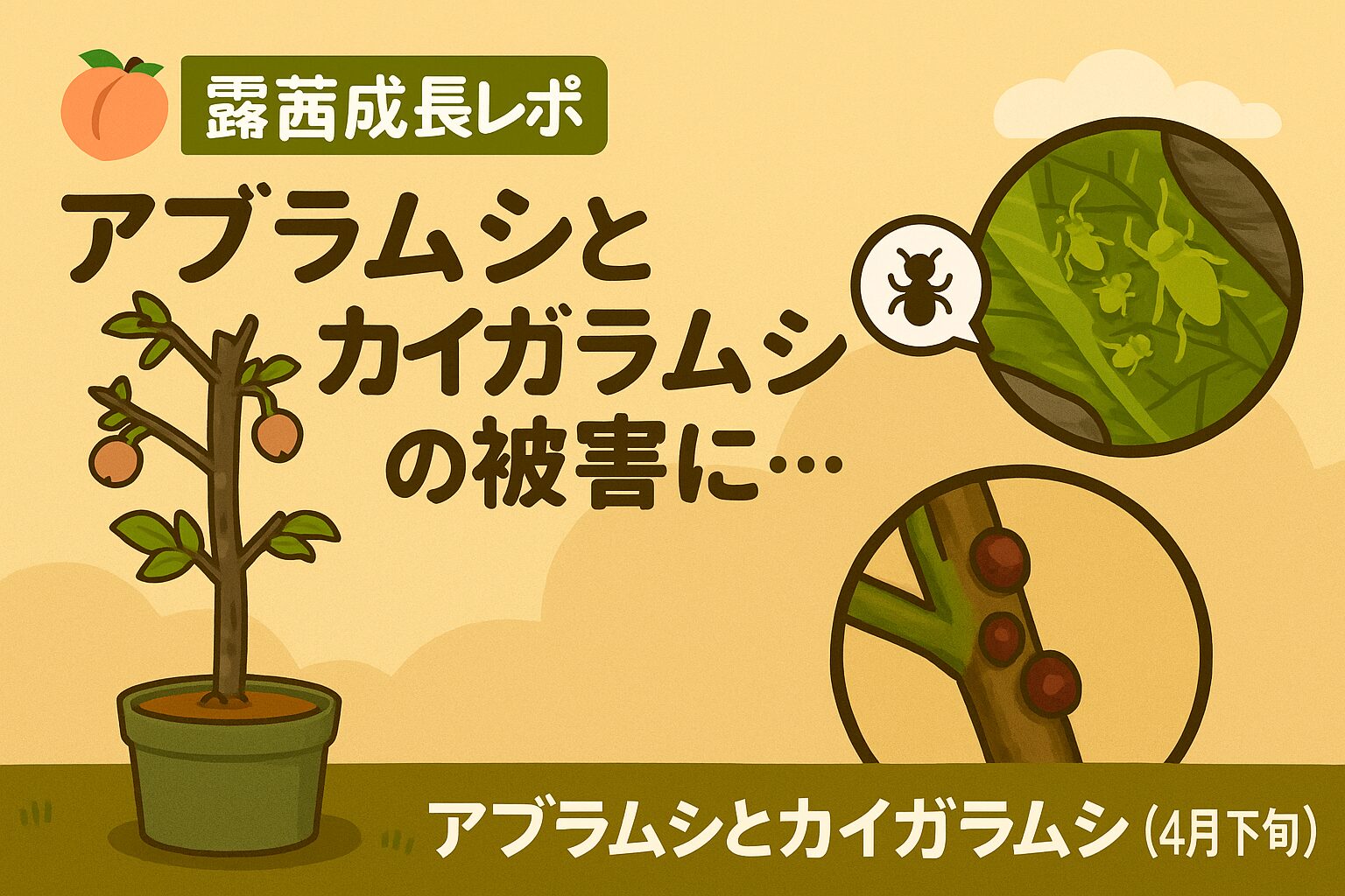 梅レポ
