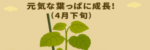 きゅうりれぽ