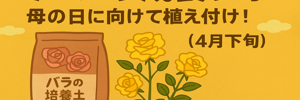 ミニバラ