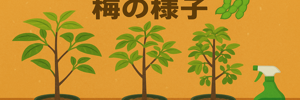 梅レポ