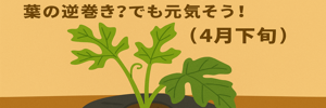 スイカレポ