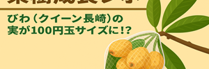びわレポ