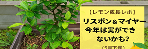 レモン