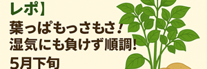 じゃがいも
