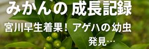 みかんレポ