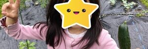 きゅうり収穫