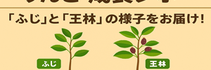 りんごレポ