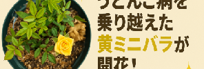 ミニバラ