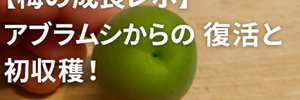 梅