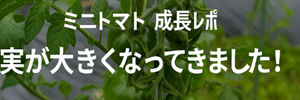 ミニトマト