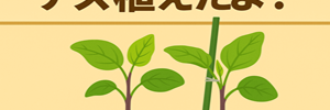 ナスれぽ