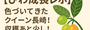 びわ