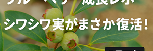 ブルーベリー