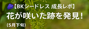 BKシードレス