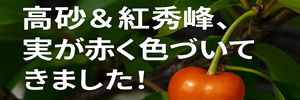 さくらんぼ