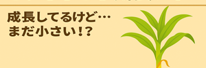 トウモロコシレポ