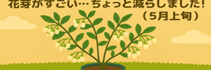 ブルーベリーレポ