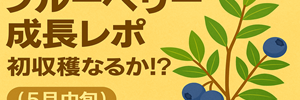 ブルーベリー