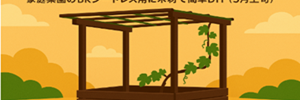ぶどう棚