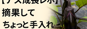 なす