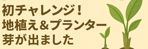 ミョウガ