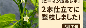 ピーマン