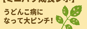 ミニバラ