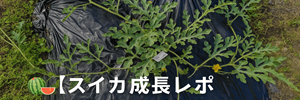 スイカレポ
