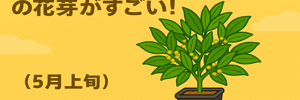 みかんレポ