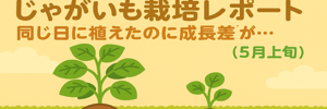 じゃがいもレポ
