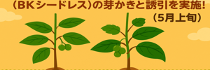 ぶどうレポ