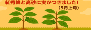 さくらんぼレポ