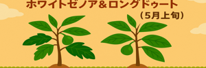 いちじくレポ
