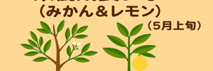 みかんレモンレポ