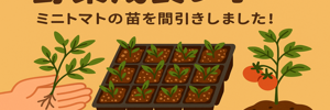 ミニトマトレポ