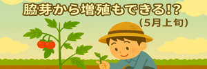 ミニトマトレポ