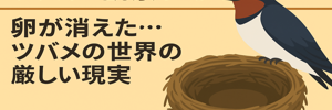 ツバメレポ