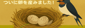ツバメレポ