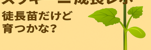 ズッキーニレポ
