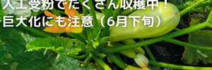 ズッキーニ