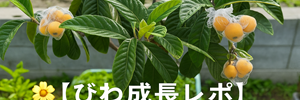 びわレポ