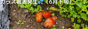 ミニトマト