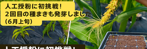トウモロコシ