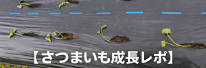 さつまいもレポ