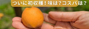 びわレポ