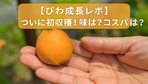 びわレポ
