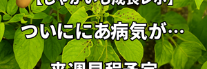 じゃがいもレポ