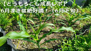 とうもろこし