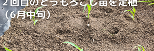 とうもろこし