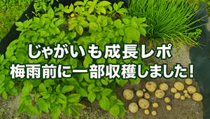 じゃがいもレポ